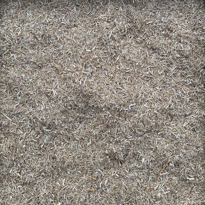 Miscanthus 0-2